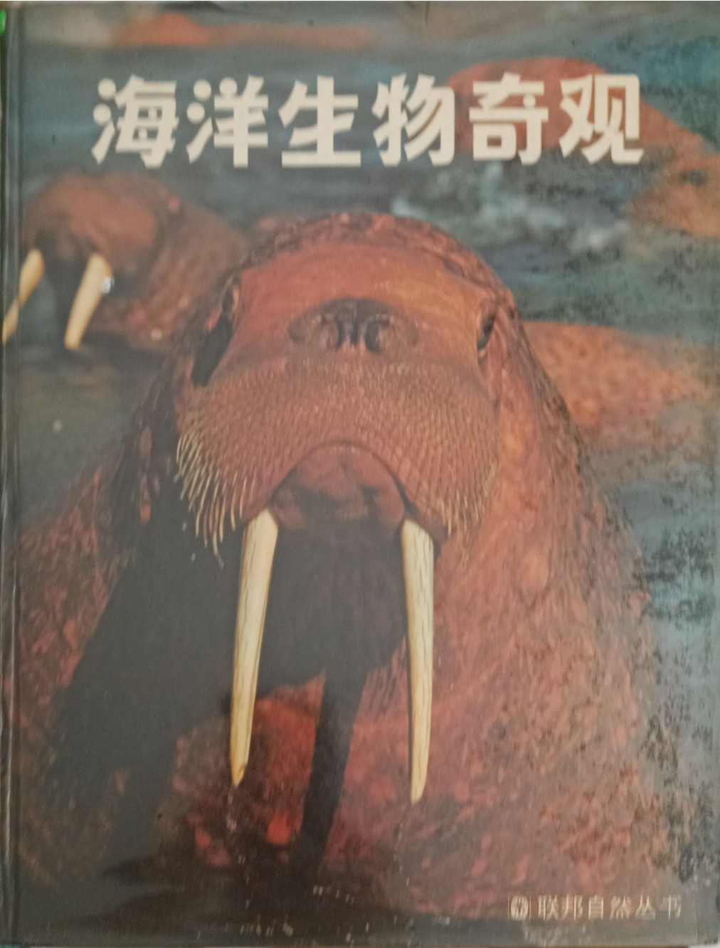 海洋生物奇观