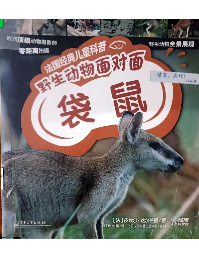 野生动物面对面 -袋鼠